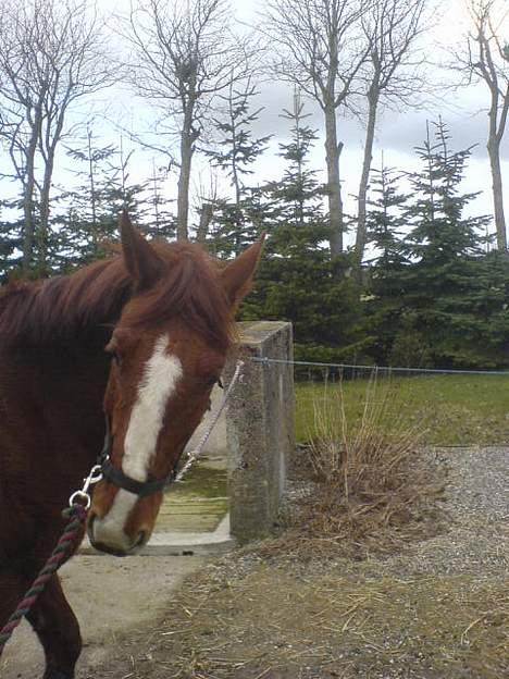Anden særlig race Sheik (Solgt) - nu vil jeg altså snart afsted! lidt utålmodig :D billede 5