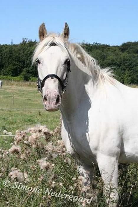 Appaloosa coco (SOLGT) - coco på vores ridebane sommeren 2005 billede 1