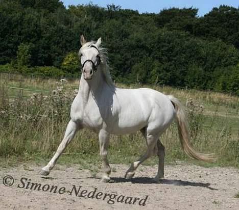 Appaloosa coco (SOLGT) - coco løs på ridebanen billede 2