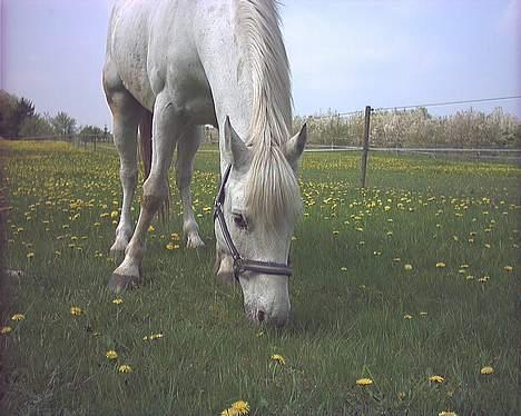 Appaloosa coco (SOLGT) - coco på sommergræs hos os selv billede 5