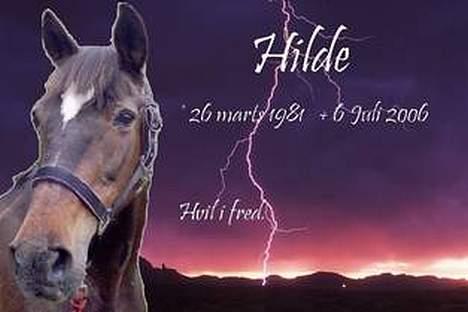 Traver Hilde Knab †060706† - Billede lavet af CC, da Hilde døde billede 16