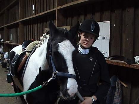 Irish Cob Athos  - før stævnet d. 7/10 billede 9