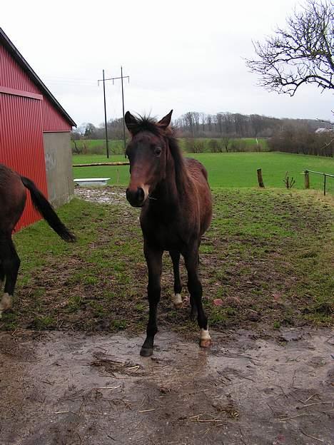 Trakehner Indian Sunset *SOLGT* billede 13
