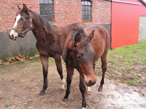 Trakehner Indian Sunset *SOLGT* billede 14