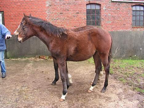 Trakehner Indian Sunset *SOLGT* billede 15