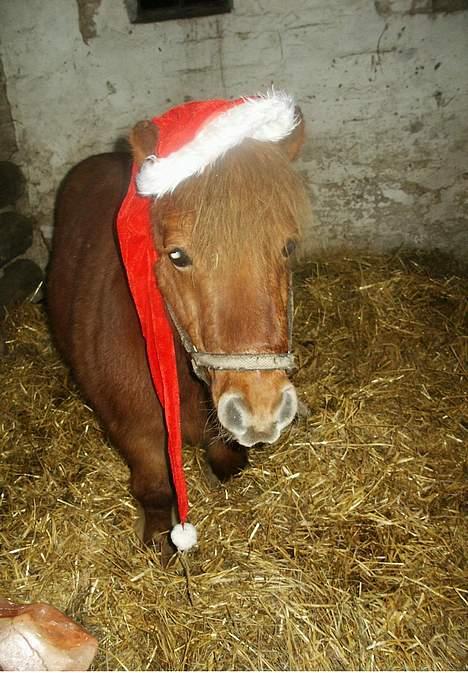 Shetlænder Thor Clausen - Er jeg ikke bare kær? :) billede 1