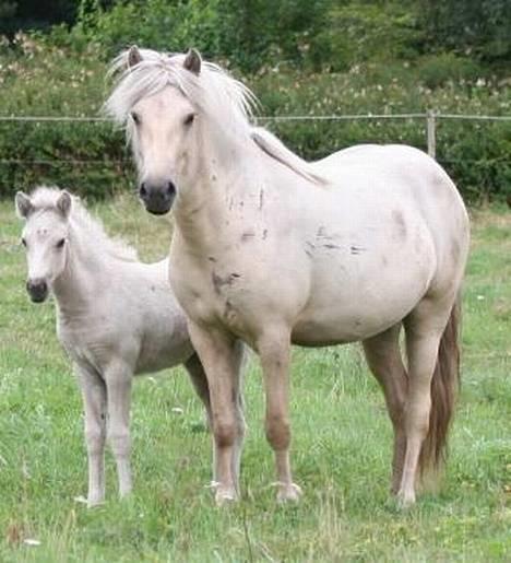 Islænder Svana fra Sigyn - Svana og hendes datter Ljóska sommer 2006 billede 18