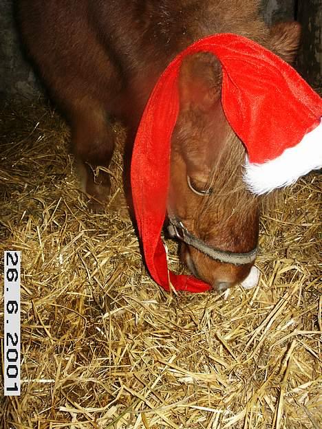 Shetlænder Thor Clausen - Hmm.. Kan man spise den her? billede 2