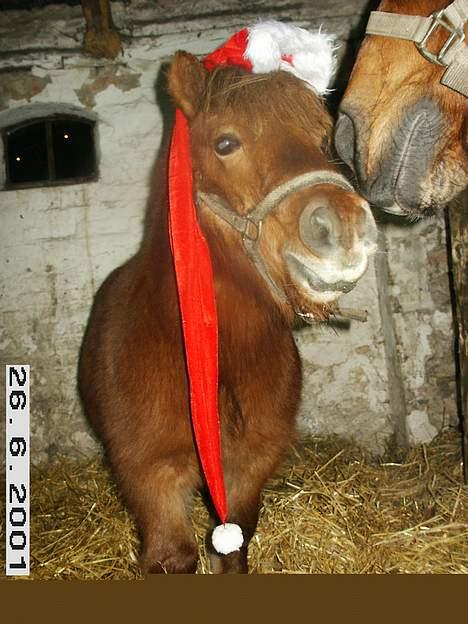 Shetlænder Thor Clausen - Thor og Sonny i julen 2006 :) billede 3