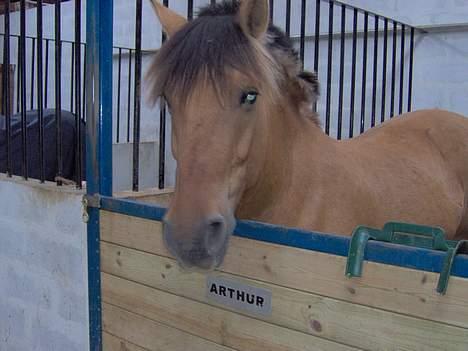 Anden særlig race Arthur ***Død*** 1998 -2011 billede 9