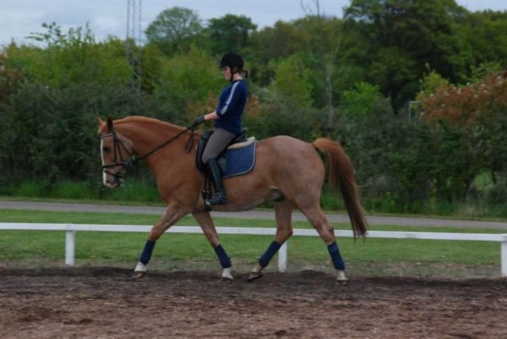 Hannoveraner | Hougaards Morgan - Foto : L. Lildal 5/05-09 billede 13