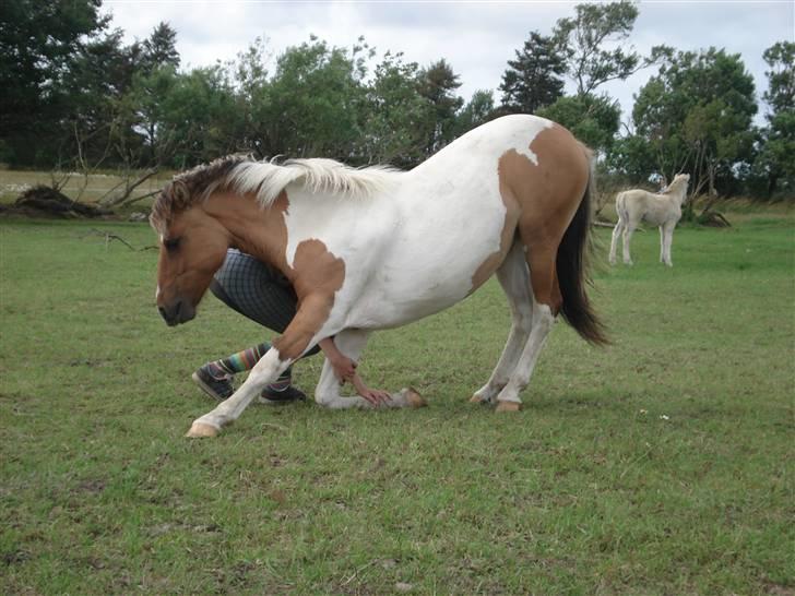 Anden særlig race Fredensdal´s Diva - Diva nejer :) Tak til Heidi for billedet (; <3 billede 8