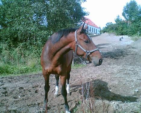 Dansk Varmblod Himmerigs Karo - Lige da jeg fik hende.. :D billede 2