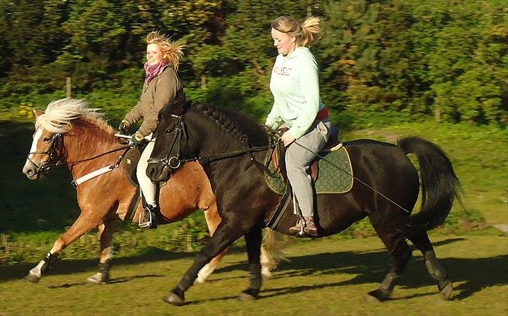 Anden særlig race Nørrelunds Sweetheart - En lille hyggetur ;) billede 9