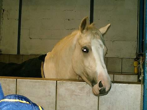 Palomino Spooky ( lånt ud ) - <3 billede 11