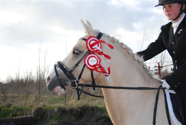 Palomino Spooky ( lånt ud ) - :) billede 12