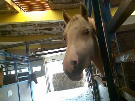 Palomino Spooky ( lånt ud ) - i boksen <3 billede 13