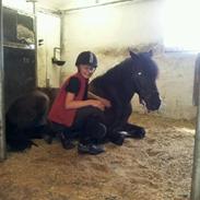 Tysk Sportspony Nordfeuer Charrel