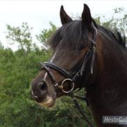 Tysk Sportspony Nordfeuer Charrel