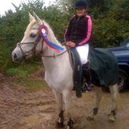 Tysk Sportspony Daggy