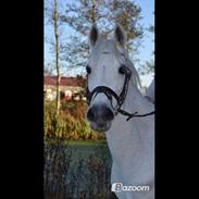 Tysk Sportspony Daggy