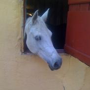 Tysk Sportspony Daggy