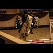 Tysk Sportspony Daggy