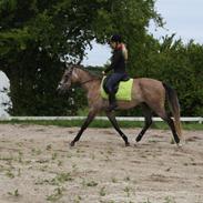 Anden særlig race Chamchin