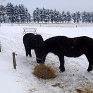 Islænder Gláma fra Stormurgaard
