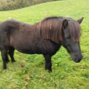 Islænder Gláma fra Stormurgaard