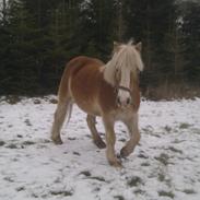 Haflinger Odessa