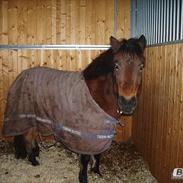 Anden særlig race tiny tot