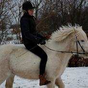 Anden særlig race Lukas