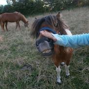 Shetlænder Buster