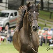 Arabisk fuldblod (OX) Zafir Ibn Souhel OX