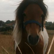 Shetlænder Buster
