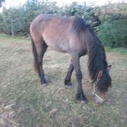 Irish Cob Crossbreed mammut