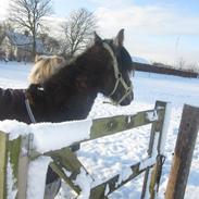 Irish Cob Crossbreed mammut