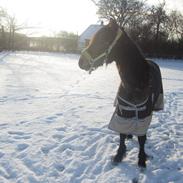 Irish Cob Crossbreed mammut