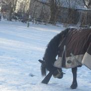 Irish Cob Crossbreed mammut