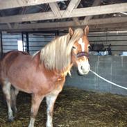Haflinger Myra