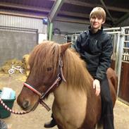 Islænder Trostan fra moselundgård