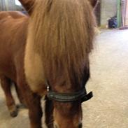 Islænder Trostan fra moselundgård