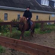 Islænder Trostan fra moselundgård