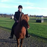 Islænder Trostan fra moselundgård