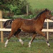 Welsh Pony af Cob-type (sec C) Gribsvads Molly