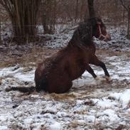 Welsh Pony af Cob-type (sec C) Gribsvads Molly