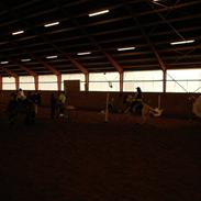 Anden særlig race Jolly Jumper