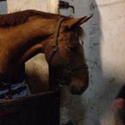 Hannoveraner Pippi Langstrømpe