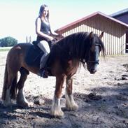 Irish Cob Zeus of Irish